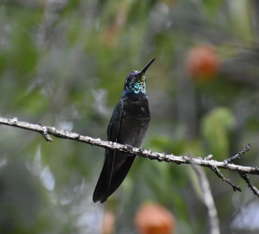 A Rivoli's Hummingbird with irridescent blue throat perches on a thin branch