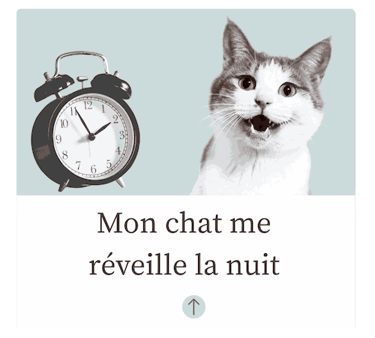 Chat miaule la nuit