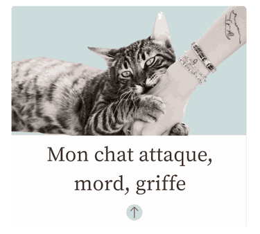 Chat Agressif