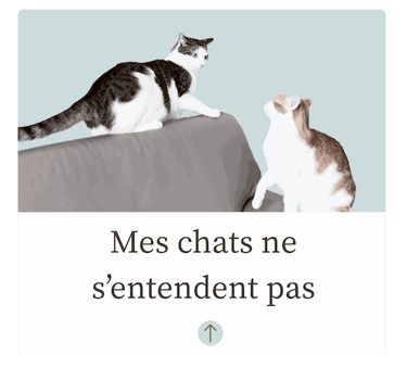 Chats ne s'entendent pas
