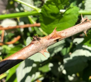 Sharp thornes on a blackberry bush