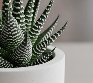 Haworthia con su particular diseño de hojas en una maceta blanca
