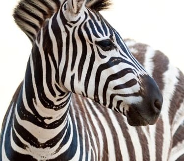 a zebra standing in front of a white background