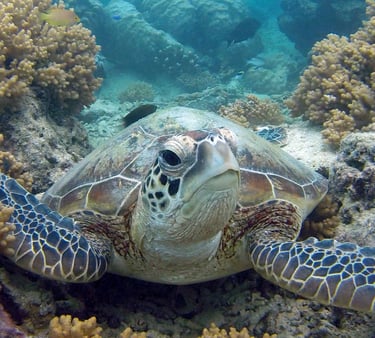 a turtle 