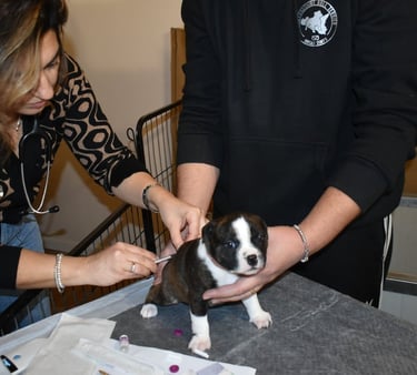 Il veterinario somministra la dose del vaccino al cucciolo di staffy