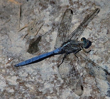 Dragonfly