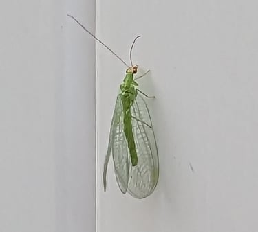 a green lacewing