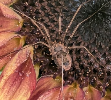 harvestmen aracnid