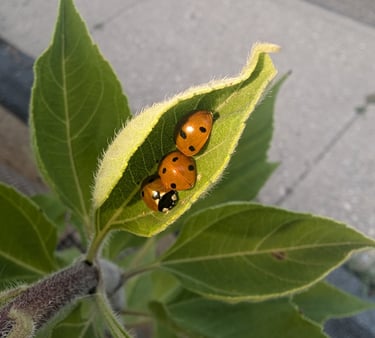 Ladybugs 