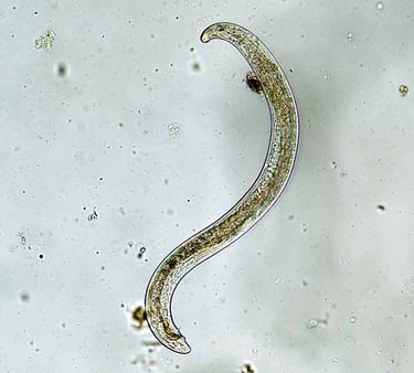 Nematode