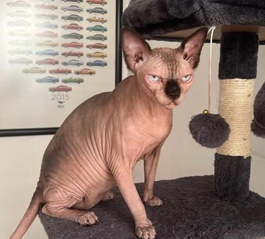 gato egipcio