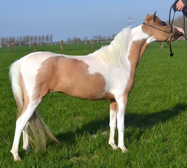 Poulinière AMHA miniature américaine mare
