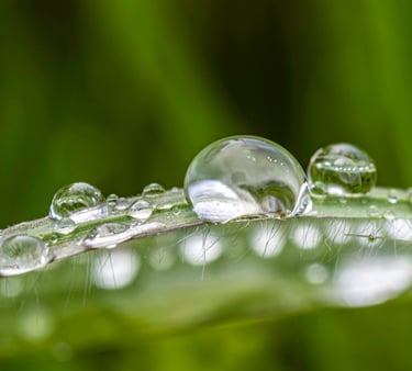 a close up of a leafy plant with water droplets