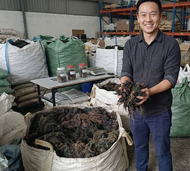 Dried Gracilaria seaweed 15% moisture and 3% impurity for agar-agar, Agriculture and Cosmetics