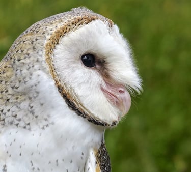 a close up of a barn owl
