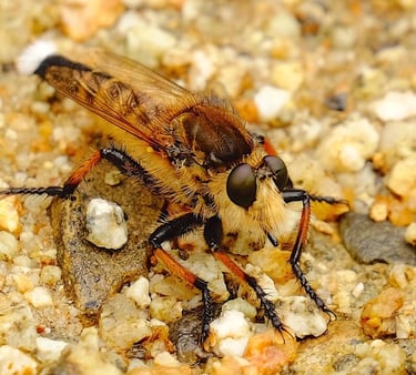 a brown and black insect on a graveled ground