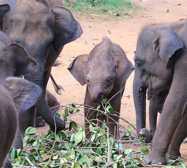 a group of elephants standing around a tree