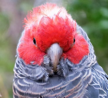 a gang-gang cockatoo bird 