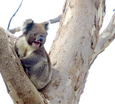 a male koala bellowing