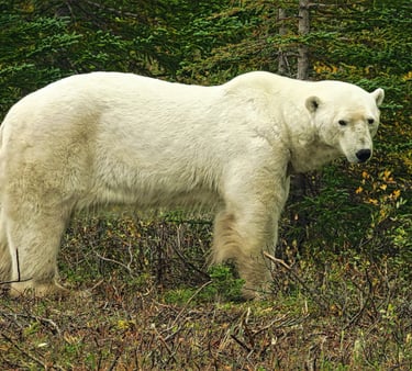 a male polar bear standing in the grass near a tree