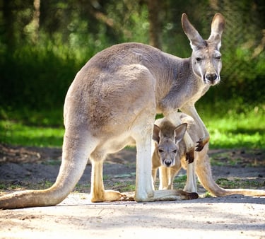 a kangaroo and young standing in the dirt