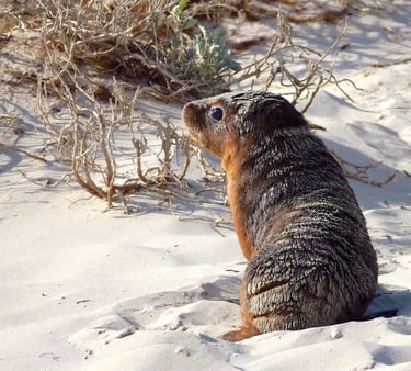 Australian sea lion on sand