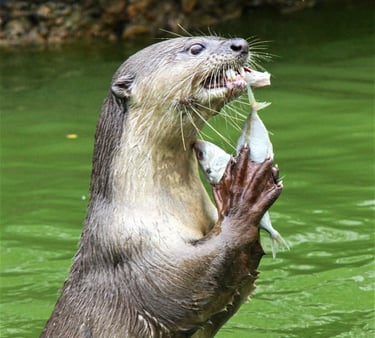 a sea otter eating