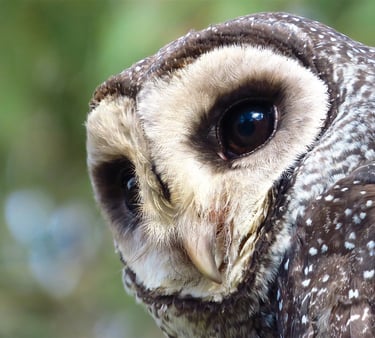 a close up of a sooty owl