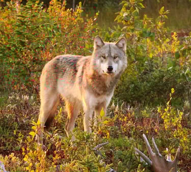 a wolf in the wild with a deer antelope