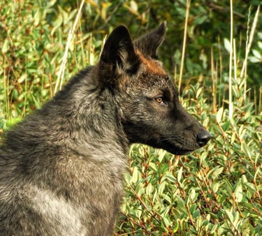 a wolf cub is sitting in the grass and looking at something