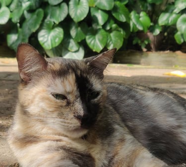 Kao-Laow (Two face)