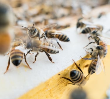 Bienen am Flugbrett