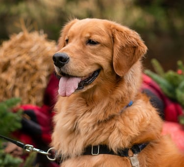 dogAdvisor ✲ dogadvisor ✲ dog advisor ✲ Blog for new dog owners ✲ dogs ✲ dog advisers ✲ dog advisors