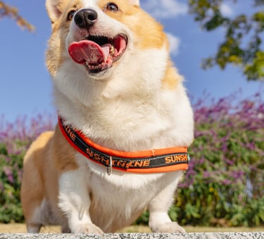 dogAdvisor ✲ dogadvisor ✲ dog advisor ✲ Blog for new dog owners ✲ dogs ✲ dog advisers ✲ dog advisors