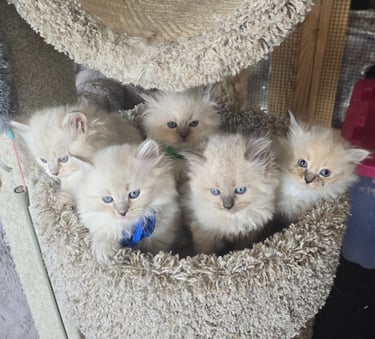 Texas Siberian kittens