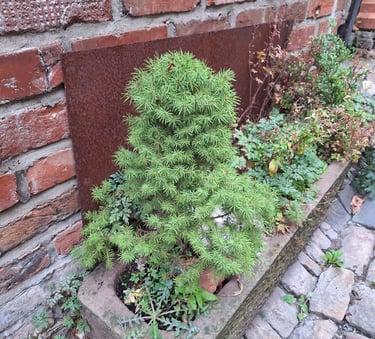 one tiny evergreen Dwarf Alberta Spruce