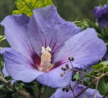 Hibiscus à la fleur d'un mauve délicat avec un coeur de feu d'artifice
