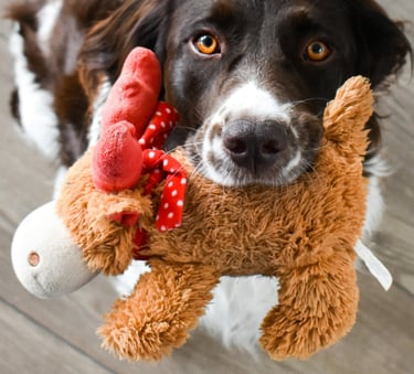 Kuscheltiere Reinigung in Tuttlingen