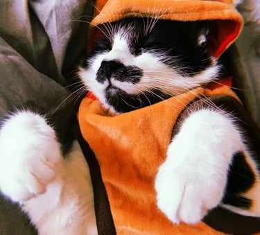 Un gato durmiendo mientras lleva puesta una linda sudadera con capucha naranja
