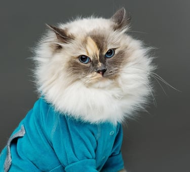 Un gato esponjoso de pelo largo y ojos azules que lleva un suéter azul sobre un fondo gris.