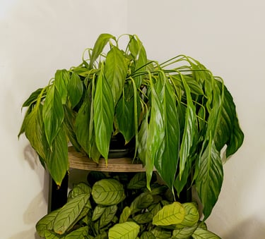 Wilting plant