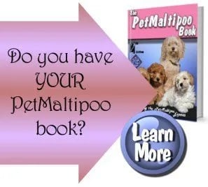 maltipoop book