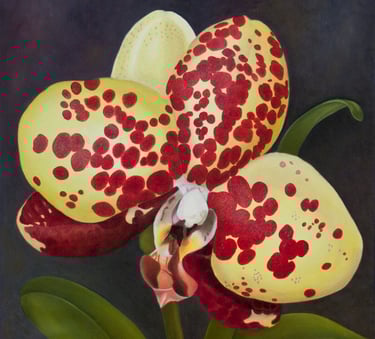 Spotted Yellow and Red Phal