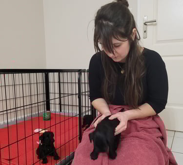 Chiot Schnauzer nain et son ostéopathe
