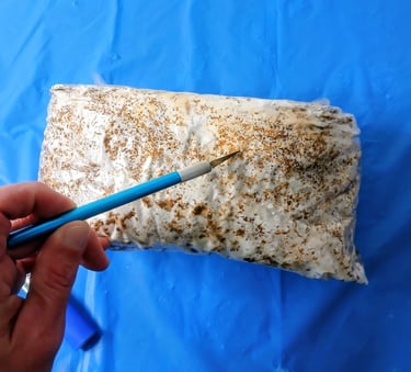 cutting a x into a gourmet mushroom fruiting block