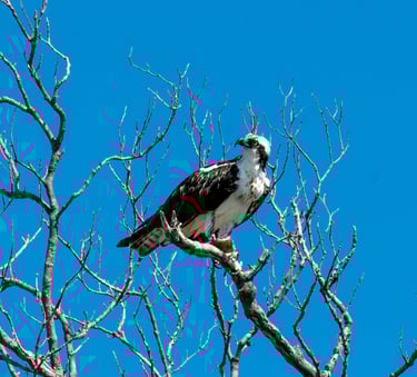 an osprey on a branch and bright blue skies in sanibel island florida