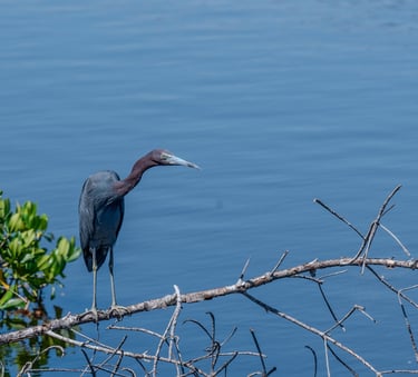 a long beaked heron on a branch by the river in sanibel island florida