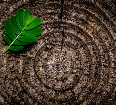 maths in nature
