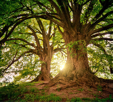 a tree with a sun shining through the branches