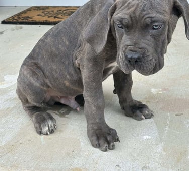 Cane Corso Puppies for Sale